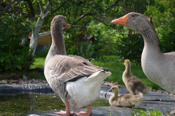 Гусыня-наседка: сколько несется и как высиживает яйца