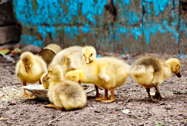 Чем можно кормить домашних гусят в первые дни жизни: рацион от а до я Чем можно кормить домашних гусят в первые дни жизни: рацион от а до я