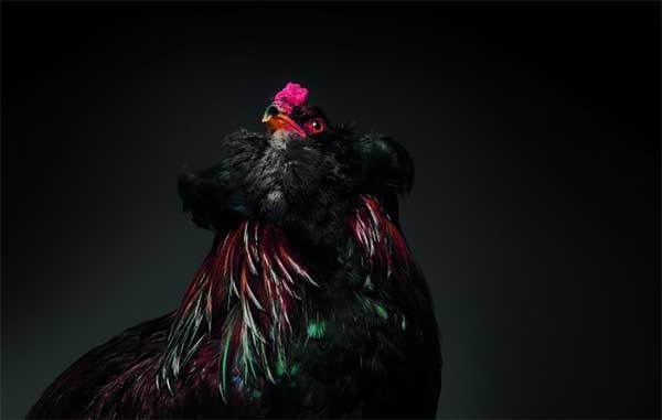 Экзотические куры и петухи на фото Монти и Транчеллини