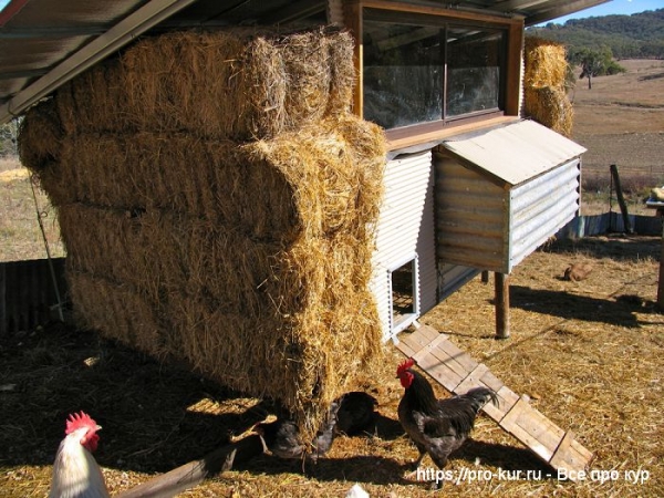 Биономика строительства птичника Биономика строительства птичника