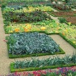 Декоративный огород: делаем красивые грядки — 60 фото Декоративный огород: делаем красивые грядки — 60 фото