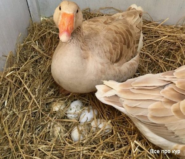 Яйца, которые стоит попробовать