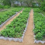 Декоративный огород: делаем красивые грядки — 60 фото Декоративный огород: делаем красивые грядки — 60 фото