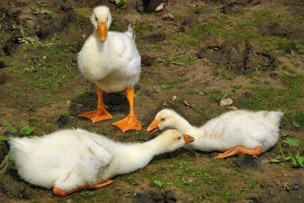Чем можно кормить домашних гусят в первые дни жизни: рацион от а до я Чем можно кормить домашних гусят в первые дни жизни: рацион от а до я