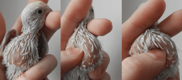 Проблема забивания зоба у курицы Проблема забивания зоба у курицы