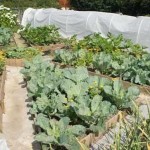 Декоративный огород: делаем красивые грядки — 60 фото Декоративный огород: делаем красивые грядки — 60 фото