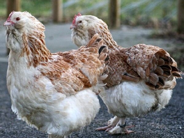 У какой породы кур самое вкусное мясо курицы? Описание с фото.