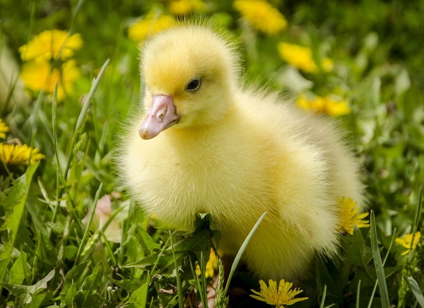 Чем можно кормить домашних гусят в первые дни жизни: рацион от а до я Чем можно кормить домашних гусят в первые дни жизни: рацион от а до я