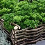 Декоративный огород: делаем красивые грядки — 60 фото Декоративный огород: делаем красивые грядки — 60 фото