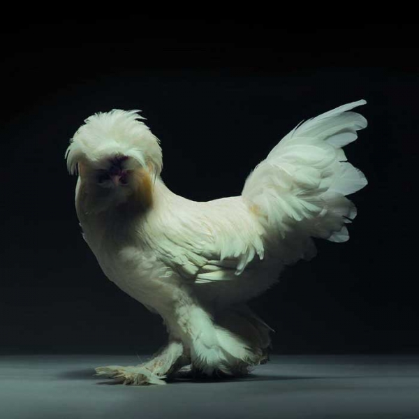 Экзотические куры и петухи на фото Монти и Транчеллини