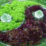 Декоративный огород: делаем красивые грядки — 60 фото Декоративный огород: делаем красивые грядки — 60 фото