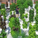 Декоративный огород: делаем красивые грядки — 60 фото Декоративный огород: делаем красивые грядки — 60 фото