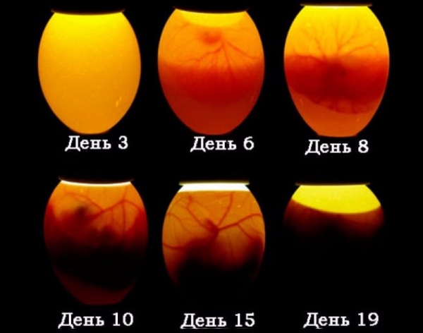Всё об инкубации гусиных яиц
