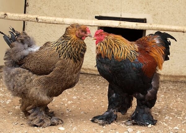 У какой породы кур самое вкусное мясо курицы? Описание с фото.