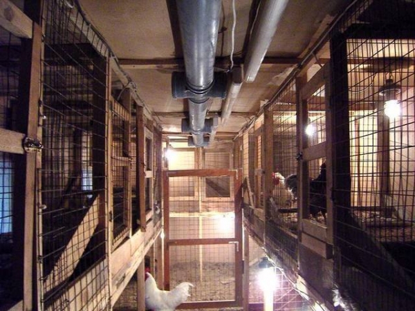 Вентиляция в курятнике – как сделать и зачем она нужна? Вентиляция в курятнике – как сделать и зачем она нужна?