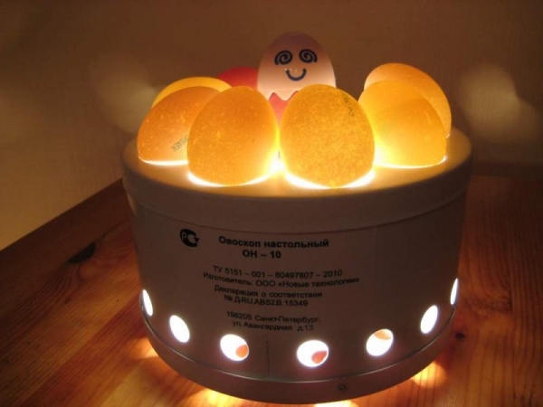 Всё об инкубации гусиных яиц