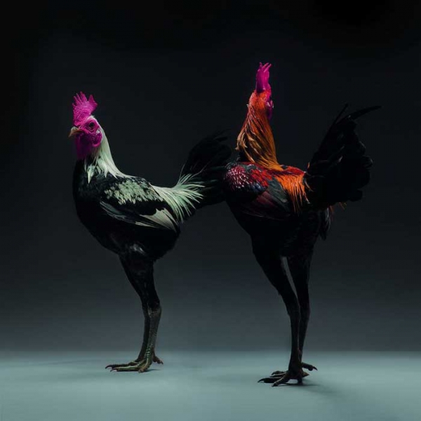Экзотические куры и петухи на фото Монти и Транчеллини