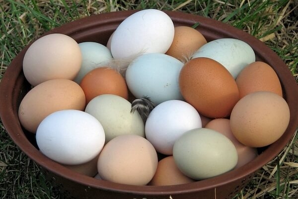 Топ-10 интересных фактов о куриных яйцах, которых вы не знали