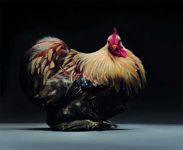 Экзотические куры и петухи на фото Монти и Транчеллини