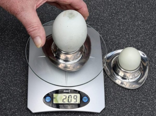 Яйца с двумя желтками – это нормально! Яйца с двумя желтками – это нормально!