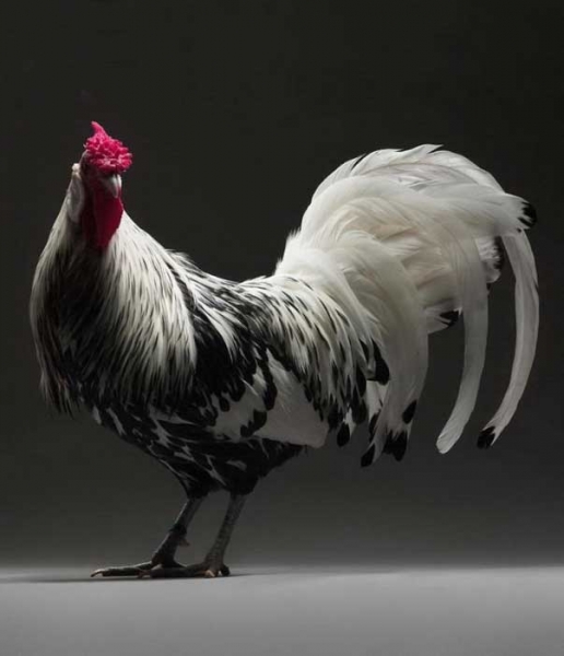 Экзотические куры и петухи на фото Монти и Транчеллини