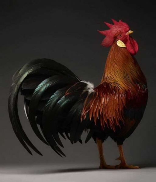 Экзотические куры и петухи на фото Монти и Транчеллини