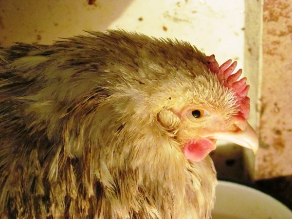 Хрипы и кашель у кур — опасно ли это и как правильно лечить?