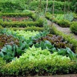 Декоративный огород: делаем красивые грядки — 60 фото Декоративный огород: делаем красивые грядки — 60 фото