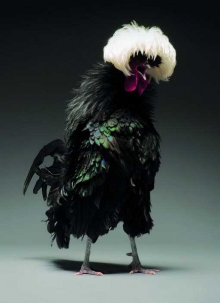 Экзотические куры и петухи на фото Монти и Транчеллини