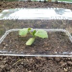 Как сделать парник: 8 конструкций и море идей Как сделать парник: 8 конструкций и море идей