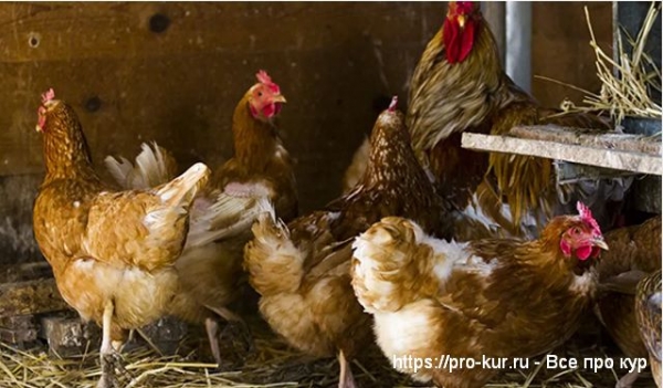 Готовый курятник купить — удобство и уют для несушек Готовый курятник купить — удобство и уют для несушек