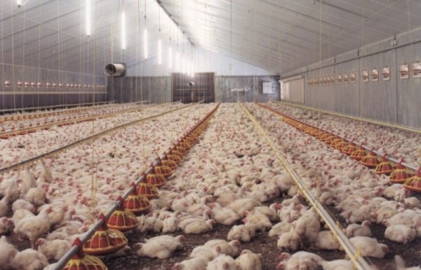 Боремся с болезнью Гамборо у бройлерных цыплят Боремся с болезнью Гамборо у бройлерных цыплят