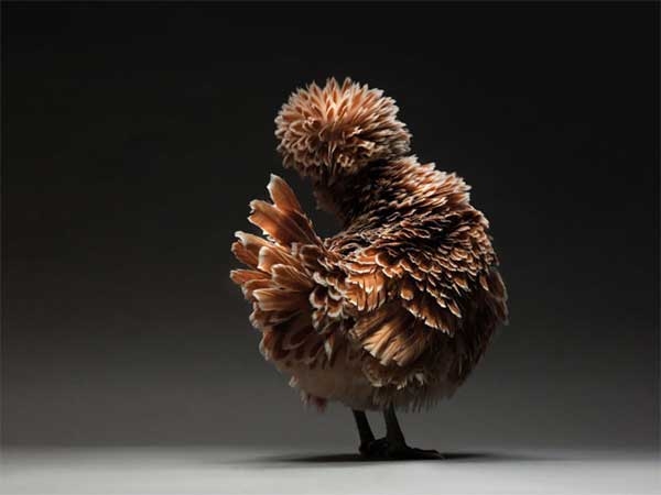 Экзотические куры и петухи на фото Монти и Транчеллини