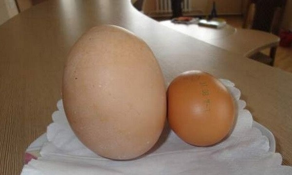 Топ-10 интересных фактов о куриных яйцах, которых вы не знали