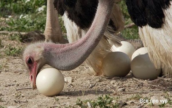 Яйца, которые стоит попробовать