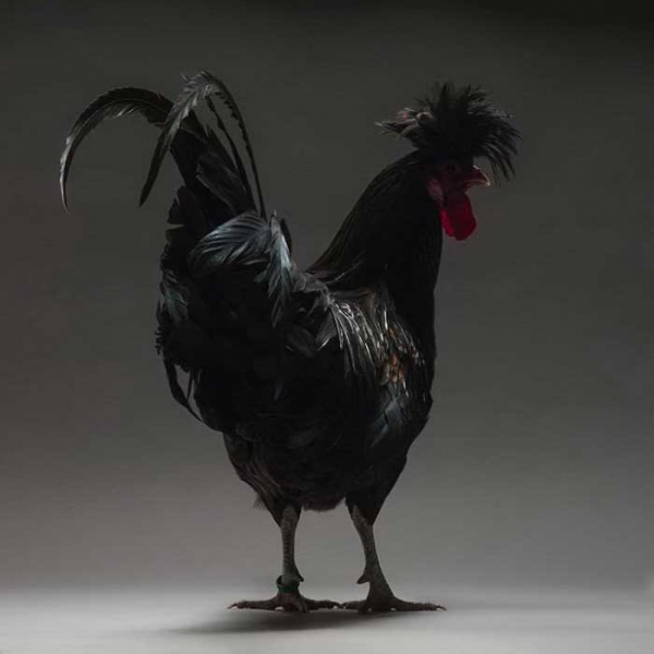 Экзотические куры и петухи на фото Монти и Транчеллини