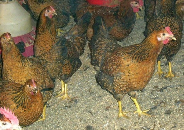 Зачем несушкам премиксы? Зачем несушкам премиксы?