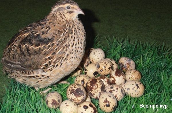 Яйца, которые стоит попробовать