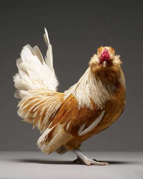 Экзотические куры и петухи на фото Монти и Транчеллини