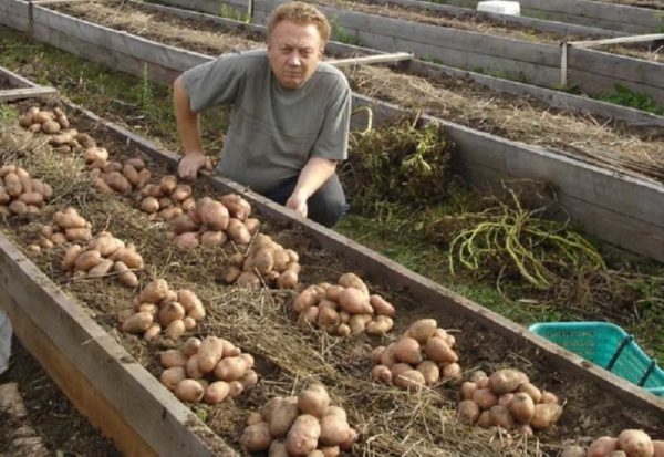 Огород для ленивых и умных: как сделать удобные и урожайные грядки Огород для ленивых и умных: как сделать удобные и урожайные грядки