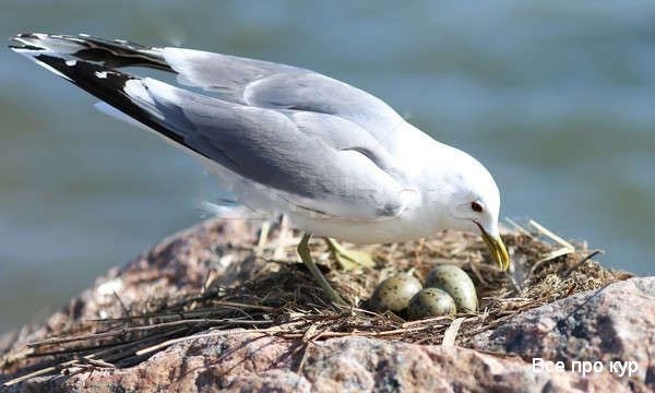 Яйца, которые стоит попробовать
