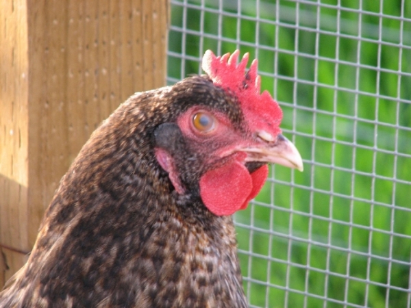 Боремся с инстинктом наседки