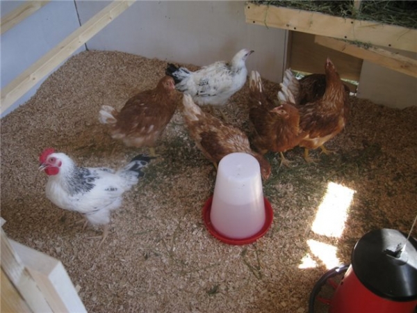 Наиболее подходящий пол для курятника Наиболее подходящий пол для курятника