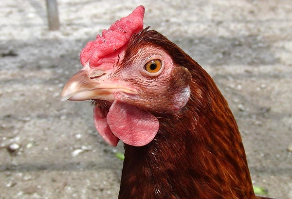 Почему куры несут яйца разного цвета? Почему куры несут яйца разного цвета?