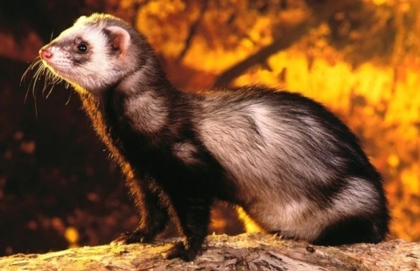 Избавляемся от лесных хищников в курятнике Избавляемся от лесных хищников в курятнике