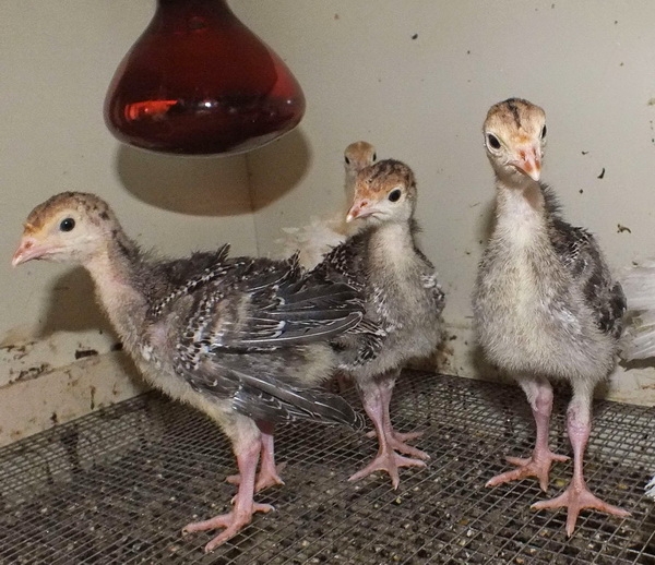 Выращиваем индюшат правильно в домашних условиях: советы и видео