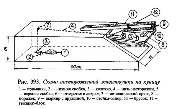 Избавляемся от лесных хищников в курятнике Избавляемся от лесных хищников в курятнике