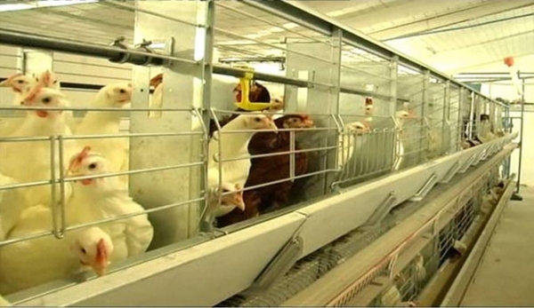 Мастерим клеточную батарею несушкам Мастерим клеточную батарею несушкам