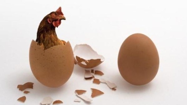 Собрание самых интересных фактов о жителях курятника Собрание самых интересных фактов о жителях курятника