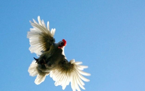 Почему куры так окрашены и не умеют летать?